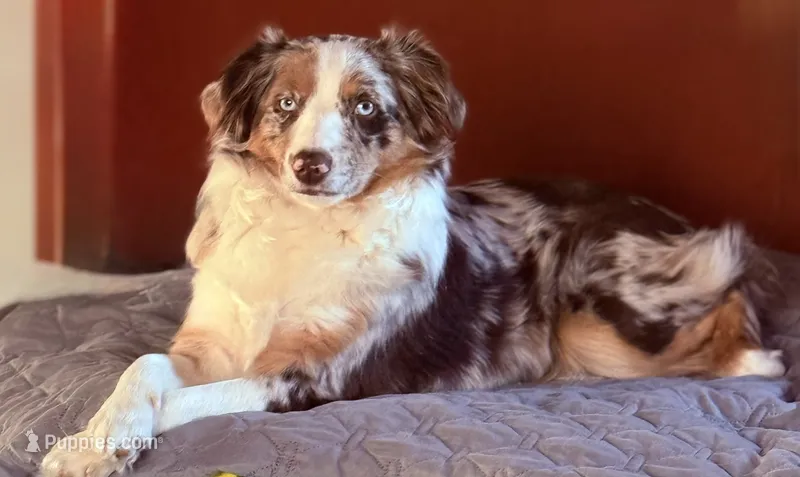 Margaret Tate  – Australian Shepherd puppy for sale in Sault Sainte Marie, MI