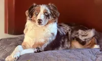 Margaret Tate , a female Australian Shepherd for sale in Sault Sainte Marie, MI – 1 of 3