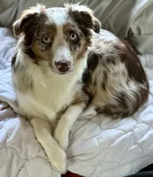 Margaret , a female Australian Shepherd for sale in Sault Sainte Marie, MI – 2 of 4
