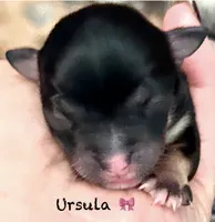 Ursula , a female Chihuahua for sale in Sault Sainte Marie, MI – 1 of 6