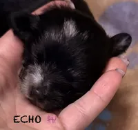 Echo , a female Chipoo for sale in Sault Sainte Marie, MI – 2 of 7