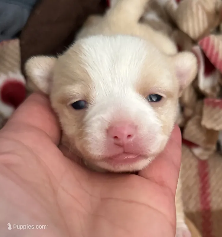 Gunther  – Chihuahua puppy for sale in Sault Sainte Marie, MI