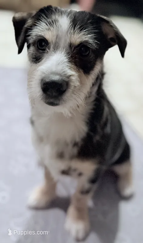 Sangria Storm  – Australian Shepherd puppy for sale in Sault Sainte Marie, MI