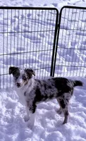 Margaret Tate , a female Australian Shepherd for sale in Sault Sainte Marie, MI – 3 of 3