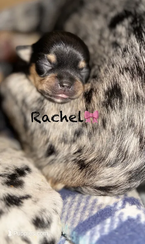 Rachel – Chihuahua puppy for sale in Sault Sainte Marie, MI