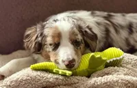 Margaret , a female Miniature Australian Shepherd for sale in Sault Sainte Marie, MI – 6 of 6