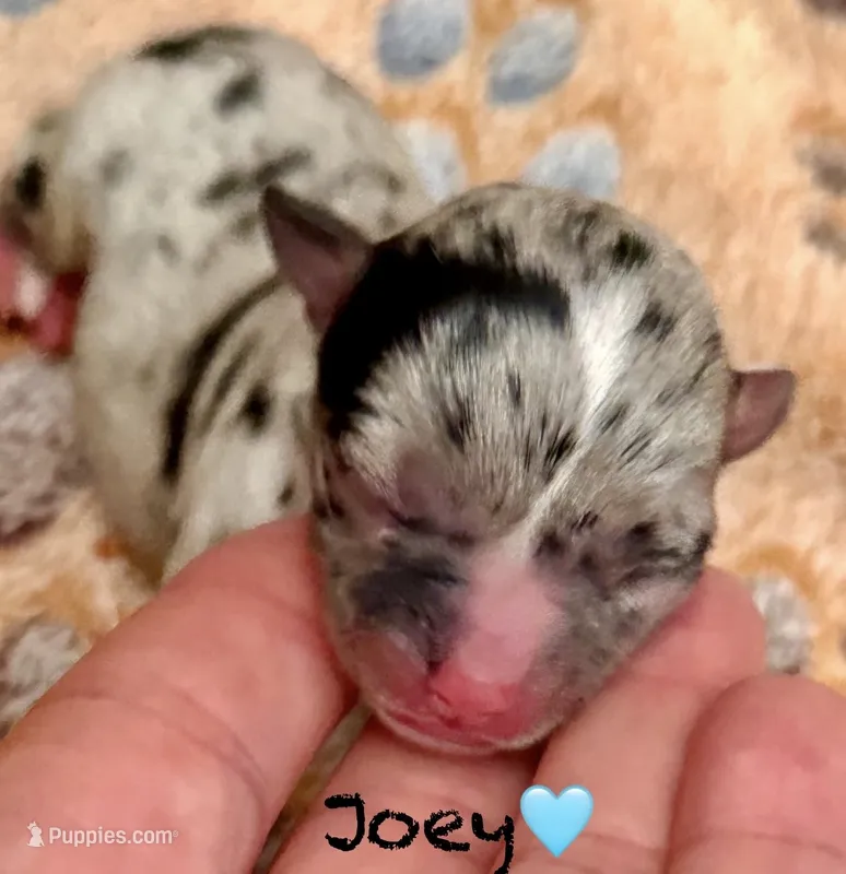 Joey – Chihuahua puppy for sale in Sault Sainte Marie, MI