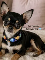 Ursula , a female Chihuahua for sale in Sault Sainte Marie, MI – 4 of 6