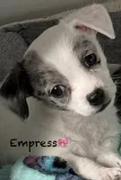 Empress , a female Chipoo for sale in Sault Sainte Marie, MI – 2 of 10