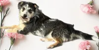 Sangria Storm , a female Australian Shepherd for sale in Sault Sainte Marie, MI – 2 of 3