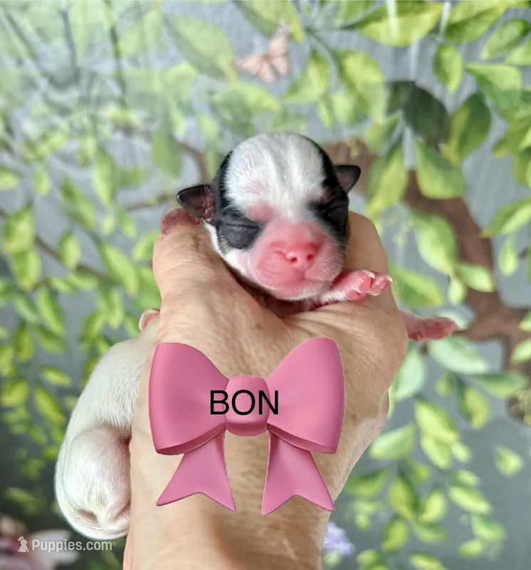 Bon  – Chorkie puppy on hold in Sault Sainte Marie, MI