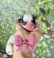 Bon , a female Chorkie for sale in Sault Sainte Marie, MI – Photo 6 of 8