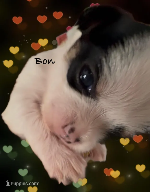 Bon  – Chorkie puppy for sale in Sault Sainte Marie, MI