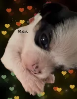 Bon , a female Chorkie for sale in Sault Sainte Marie, MI – Photo 1 of 8