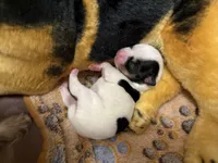 Bon , a female Chorkie for sale in Sault Sainte Marie, MI – Photo 7 of 8