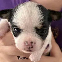 Bon , a female Chorkie for sale in Sault Sainte Marie, MI – Photo 2 of 8