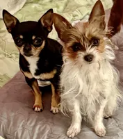 Bon , a female Chorkie for sale in Sault Sainte Marie, MI – Photo 3 of 8