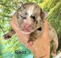 Ross, a male Chihuahua for sale in Sault Sainte Marie, MI – 5 of 9