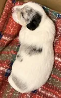 Empire , a male Chipoo for sale in Sault Sainte Marie, MI – 4 of 7