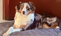 Margaret , a female Miniature Australian Shepherd for sale in Sault Sainte Marie, MI – 5 of 6