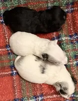 Empire , a male Chipoo for sale in Sault Sainte Marie, MI – 5 of 7