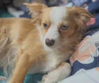 Ross, a male Chihuahua for sale in Sault Sainte Marie, MI – 9 of 9