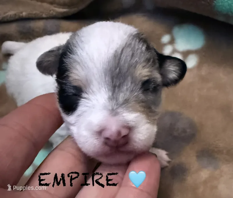 Empire  – Chipoo puppy for sale in Sault Sainte Marie, MI