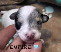 Empire , a male Chipoo for sale in Sault Sainte Marie, MI – 1 of 7