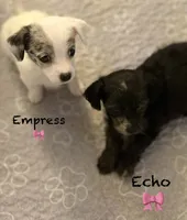 Empress , a female Chipoo for sale in Sault Sainte Marie, MI – 4 of 10