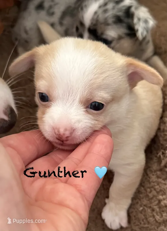 Gunther  – Chihuahua puppy for sale in Sault Sainte Marie, MI