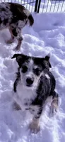 Sangria Storm , a female Australian Shepherd for sale in Sault Sainte Marie, MI – 3 of 3