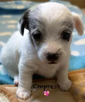 Empress , a female Chipoo for sale in Sault Sainte Marie, MI – 7 of 10