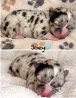 Joey, a male Chihuahua for sale in Sault Sainte Marie, MI – 2 of 6