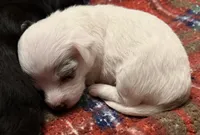 Empress , a female Chipoo for sale in Sault Sainte Marie, MI – 5 of 8