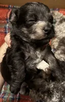 Echo , a female Chipoo for sale in Sault Sainte Marie, MI – 4 of 7