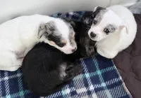 Empress , a female Chipoo for sale in Sault Sainte Marie, MI – 5 of 10