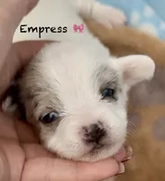 Empress , a female Chipoo for sale in Sault Sainte Marie, MI – 2 of 8