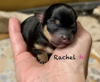 Rachel, a female Chihuahua for sale in Sault Sainte Marie, MI – 2 of 6
