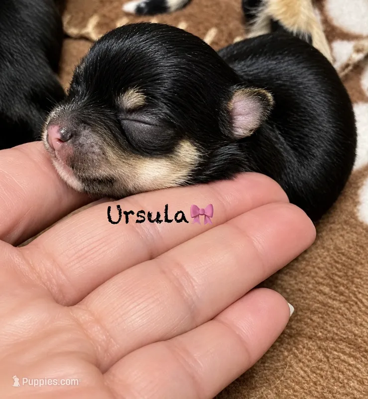 Ursula  – Chihuahua puppy for sale in Sault Sainte Marie, MI