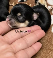 Ursula , a female Chihuahua for sale in Sault Sainte Marie, MI – 2 of 6