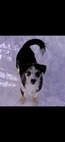 Sangria , a female Poodle - Toy  and Miniature Australian Shepherd for sale in Sault Sainte Marie, MI – 3 of 3
