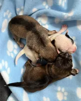 Ariel , a female Chorkie for sale in Sault Sainte Marie, MI – 7 of 7