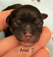 Ariel , a female Chorkie for sale in Sault Sainte Marie, MI – 2 of 7