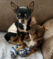 Ariel , a female Chorkie for sale in Sault Sainte Marie, MI – 6 of 7