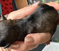 Ariel , a female Chorkie for sale in Sault Sainte Marie, MI – 3 of 7