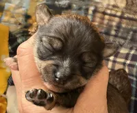 Ariel , a female Chorkie for sale in Sault Sainte Marie, MI – 1 of 7