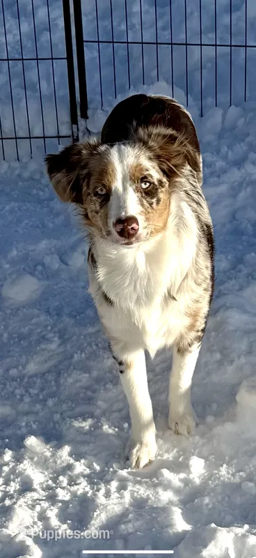 Margaret  – Australian Shepherd puppy for sale in Sault Sainte Marie, MI