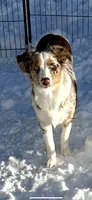 Margaret , a female Australian Shepherd for sale in Sault Sainte Marie, MI – 1 of 4