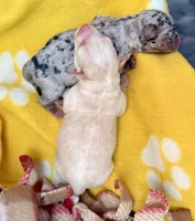 Gunther , a male Chihuahua for sale in Sault Sainte Marie, MI – 3 of 8