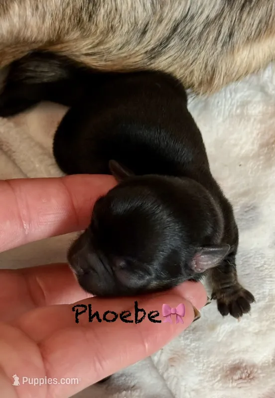 Phoebe  – Chihuahua puppy for sale in Sault Sainte Marie, MI